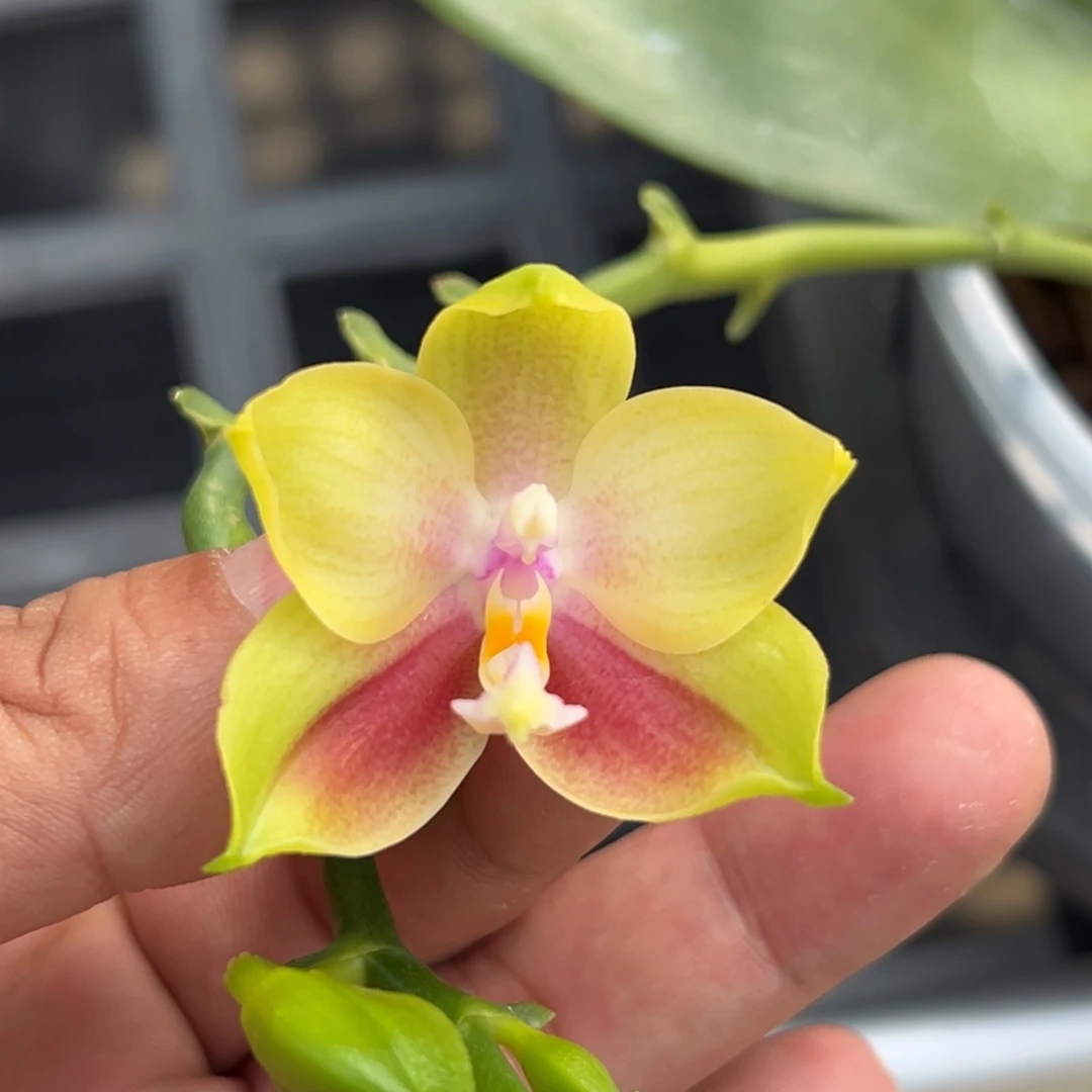 大部分开放少量花苞