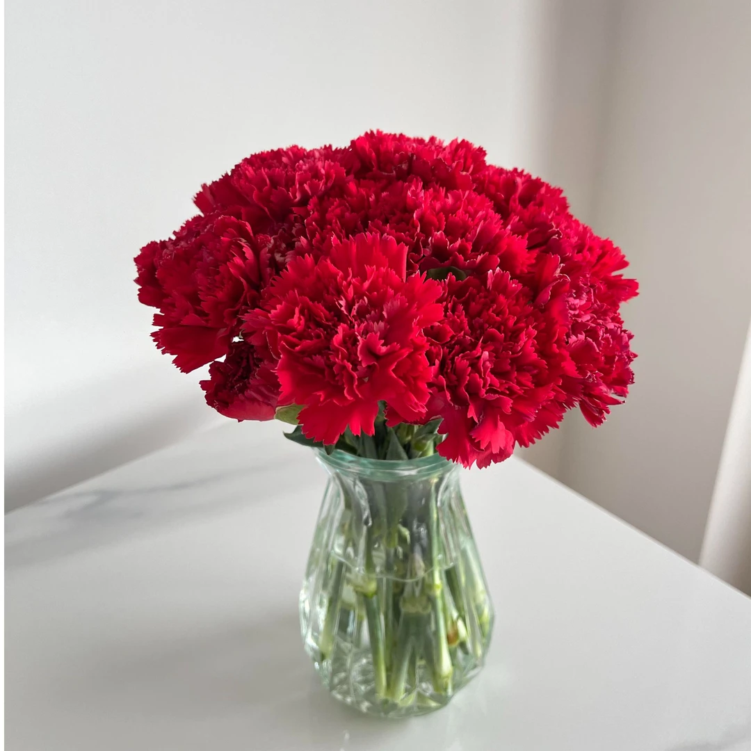 红色康乃馨-鲜切花-京东物流今天下单明天送达-任意满两份包邮配送
