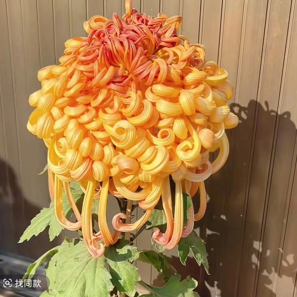 【七彩北汤】精品菊花耐寒耐热阳台地栽