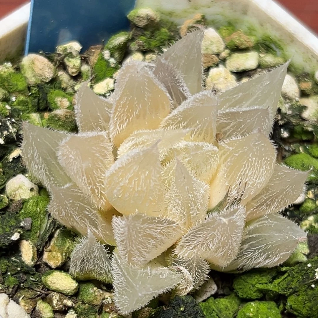 恭喜发财大吉大利725