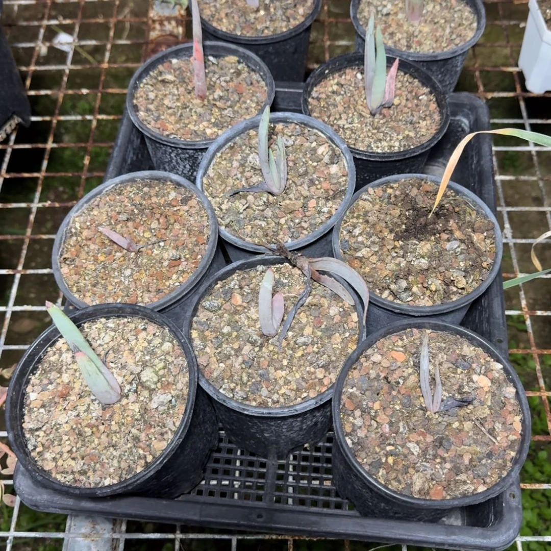 折扇芦荟一片多肉植物