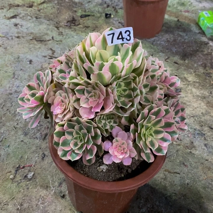 女巫多肉植物743