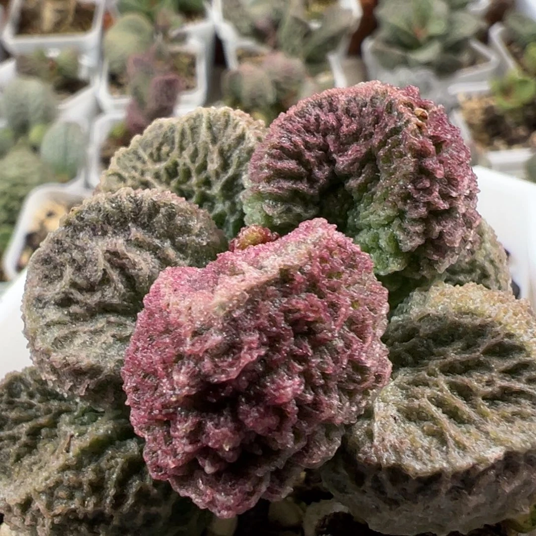 实生新品多头纯木质桩多肉植物