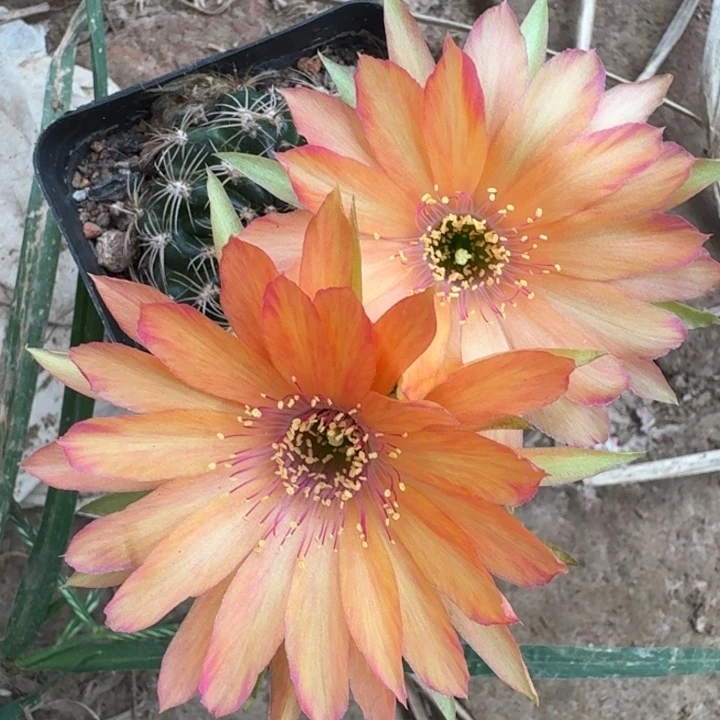 222丽花根掰花脱土发货瘦软