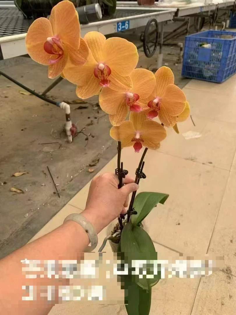 芒果慕斯蝴蝶兰，单颗单双混出