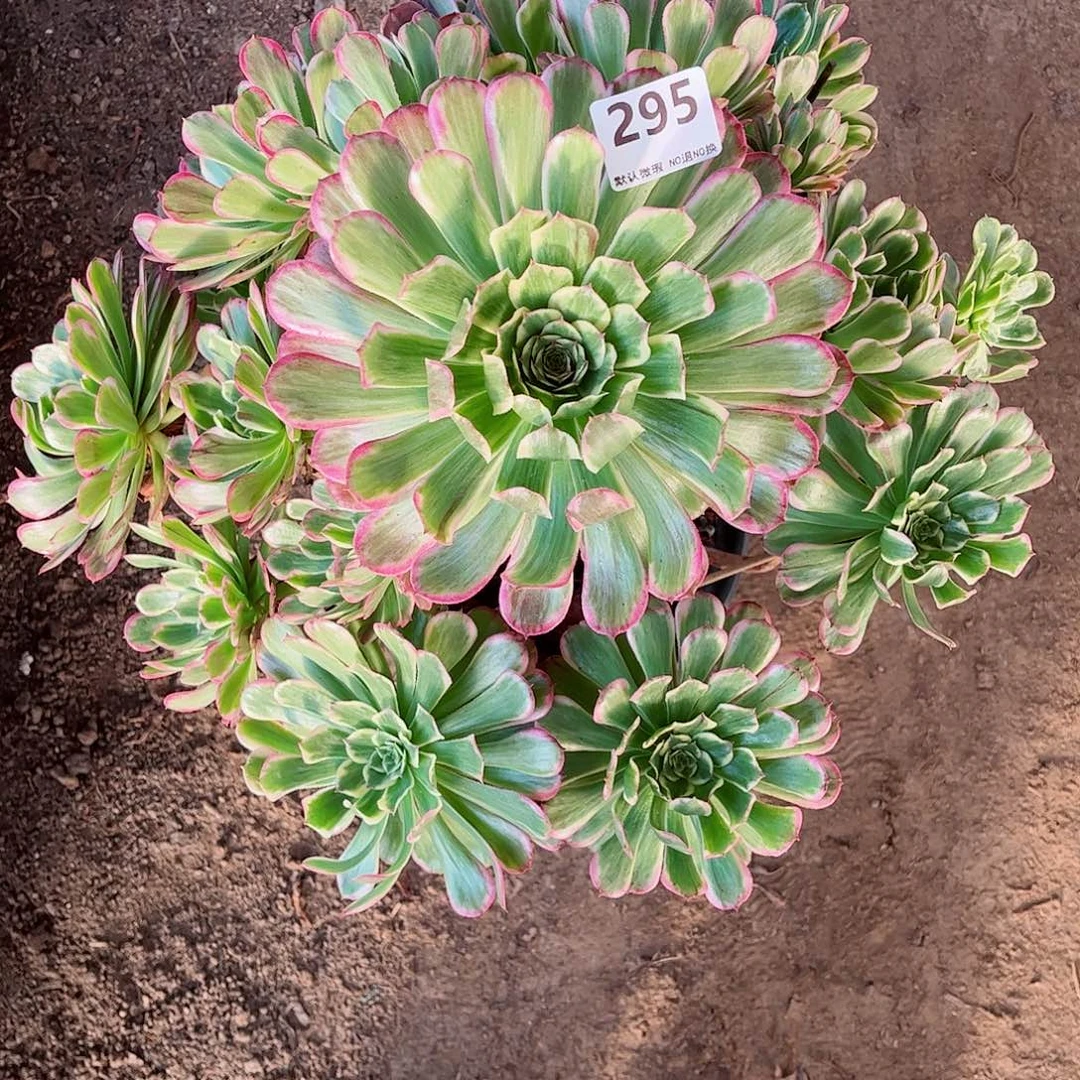 无花朵多肉植物395