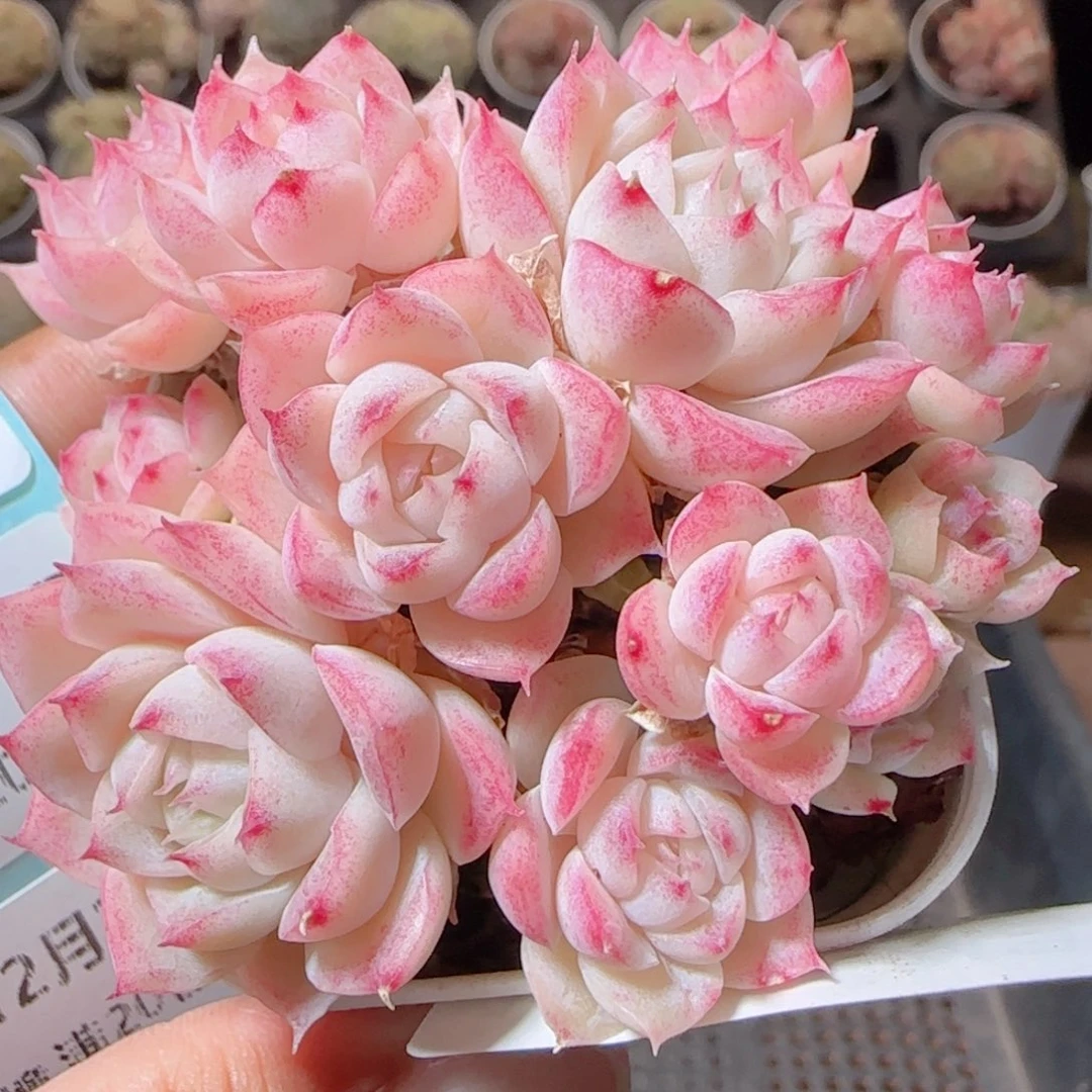 迪***闪花语多肉1224-117散