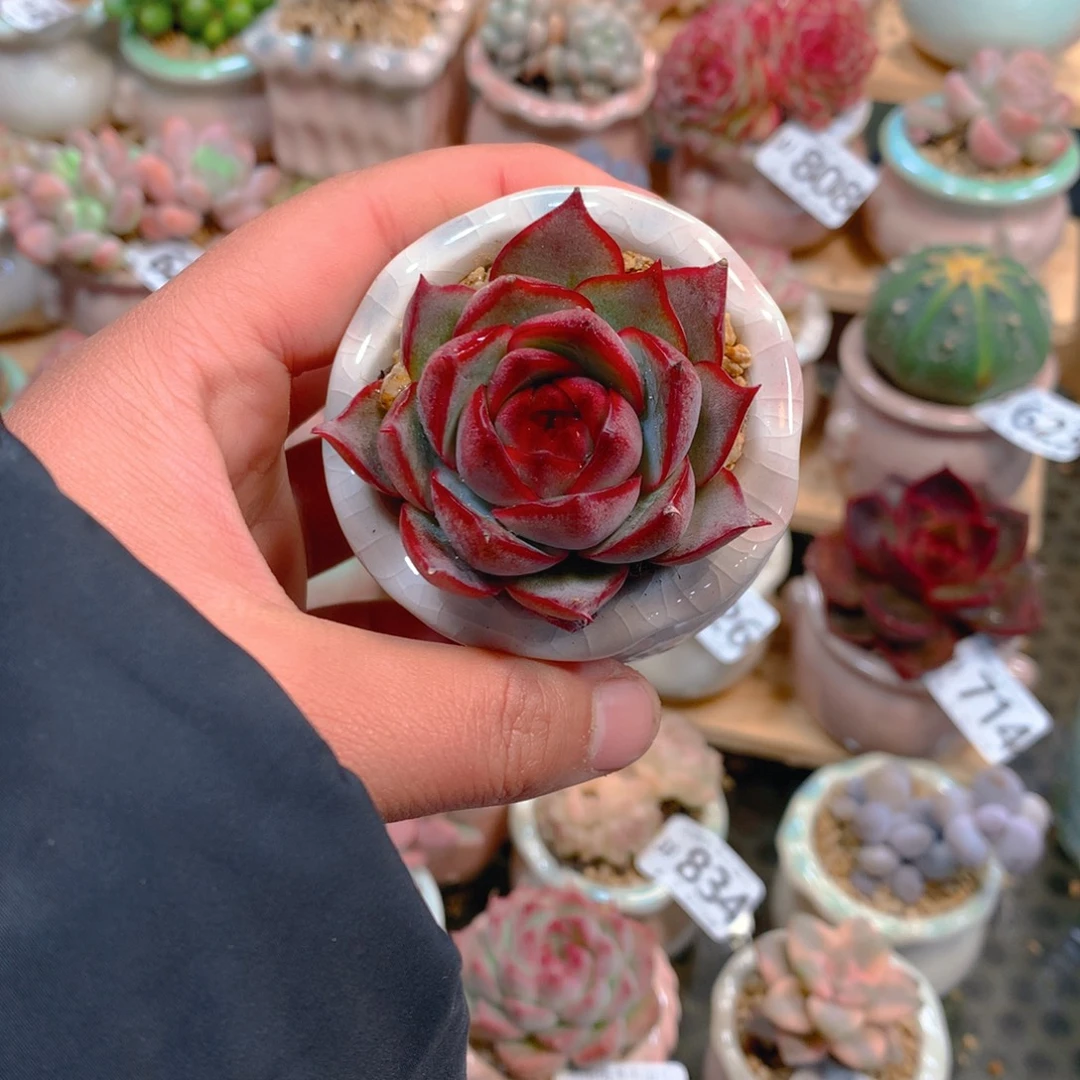 多肉噢噢噢噢噢噢噢