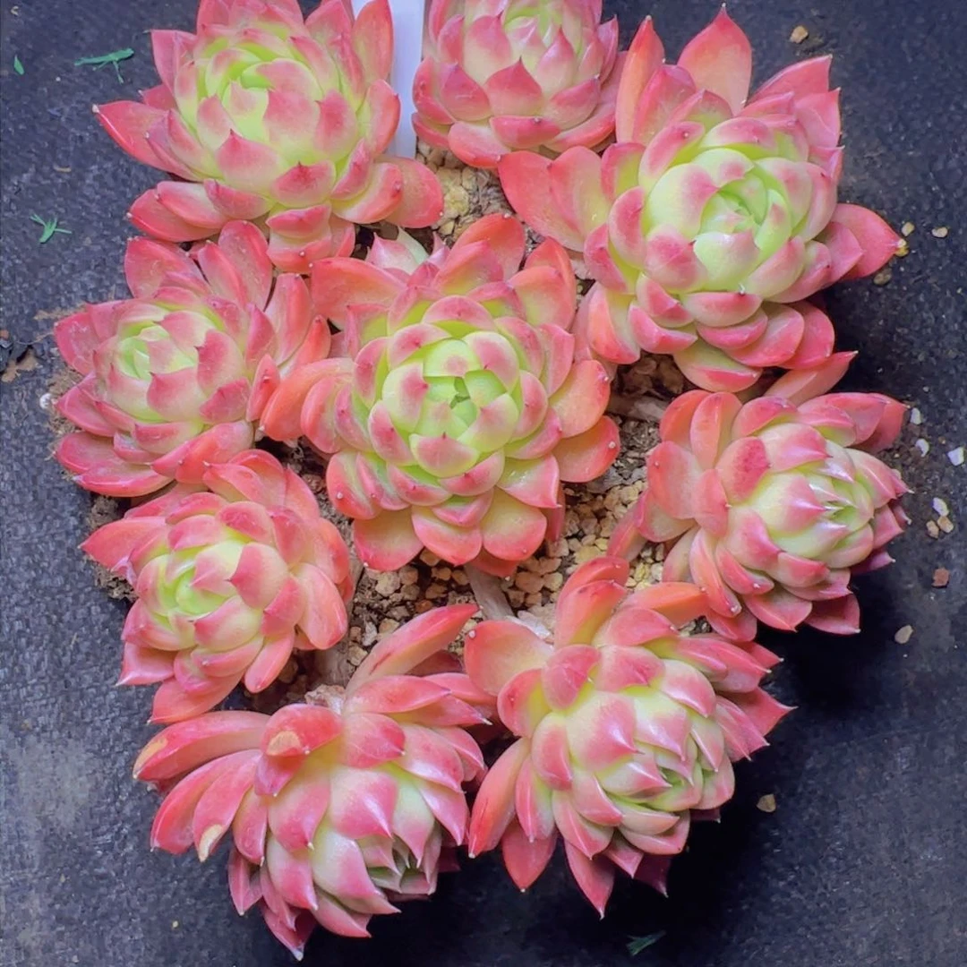 漠*?杂交1754一物一拍