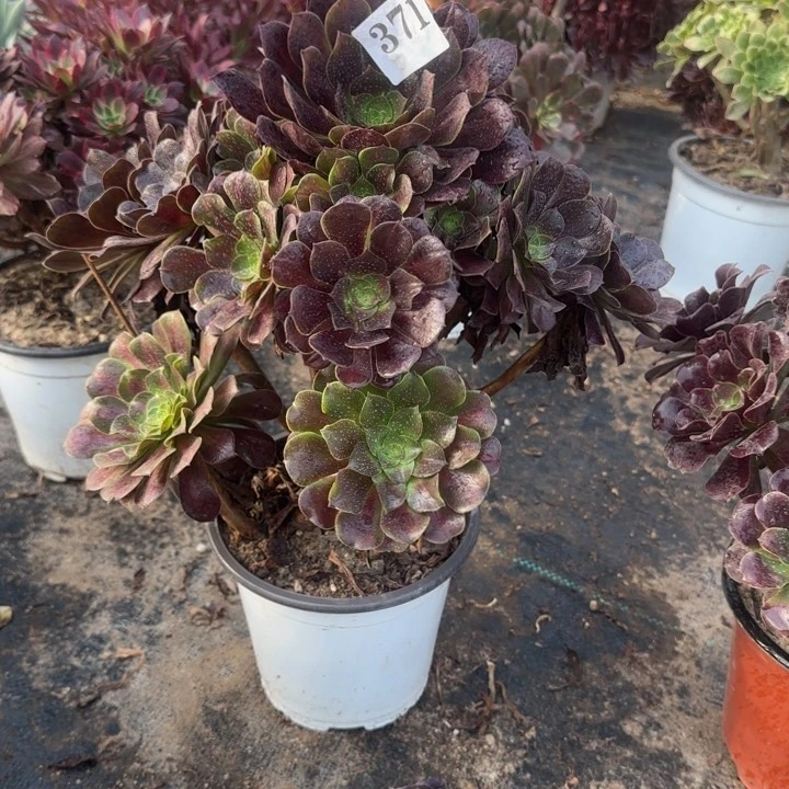 371两单包邮花纳➕欧紫