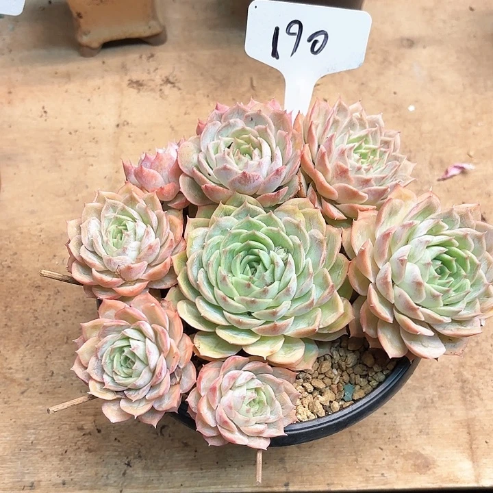 多肉植物，昂斯若190号