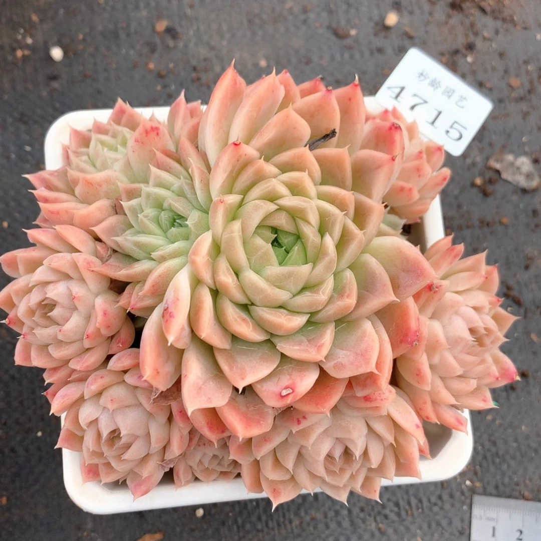 4715杂交多肉植物