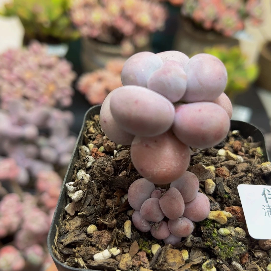 231/3cm芭比奶酪多肉