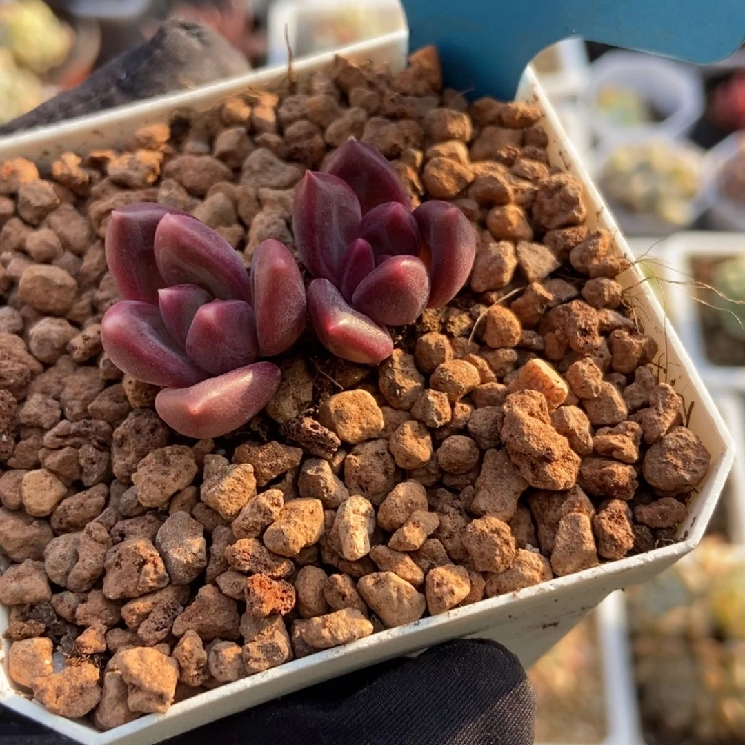 7259迷雾泡泡多肉植物