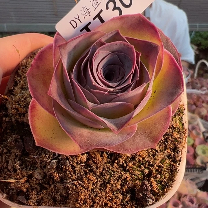 ****家TT309 福袋链接福袋