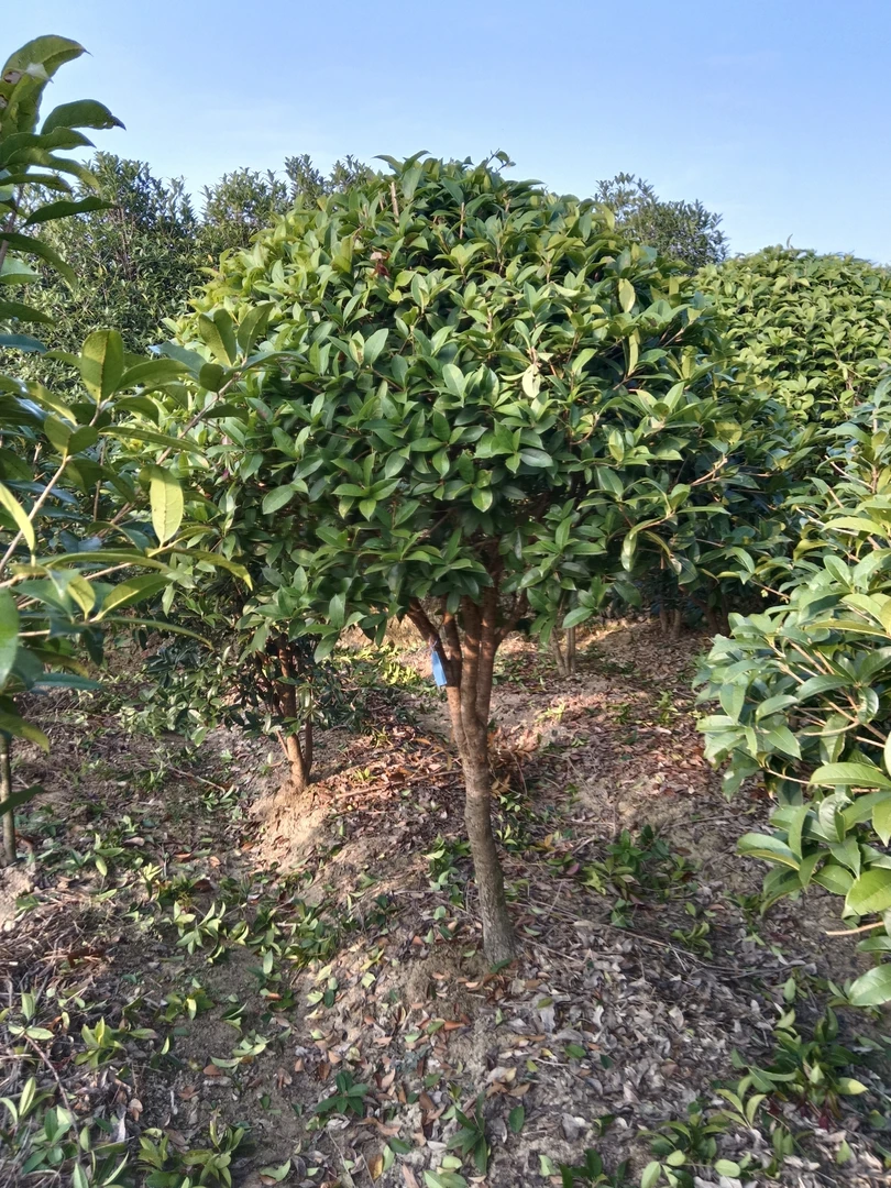 浓香型桂花树可盆栽地载香水柠檬树金桂银桂丹桂四季桂盆景绿植