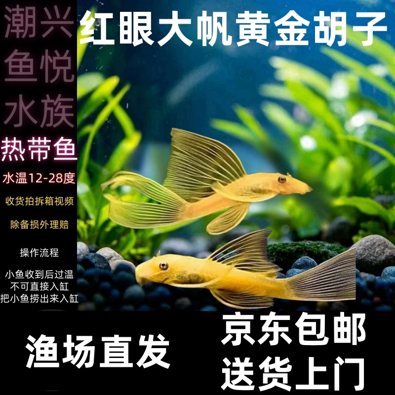【稀有红眼大帆黄金胡子】京东包邮送货上门清洁鱼除藻鱼工具鱼异型