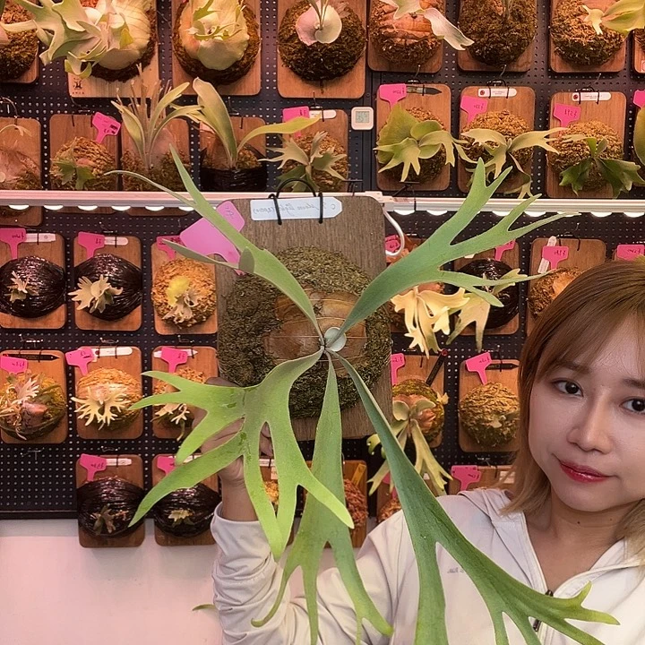 完全开放Pn月光 孢子苗