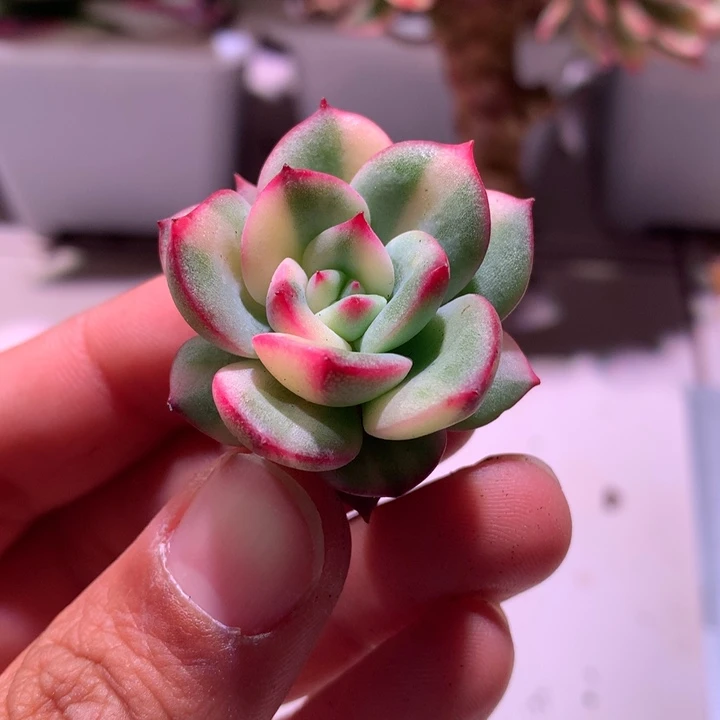 三文鱼侧芽拉丝锦有点杆子