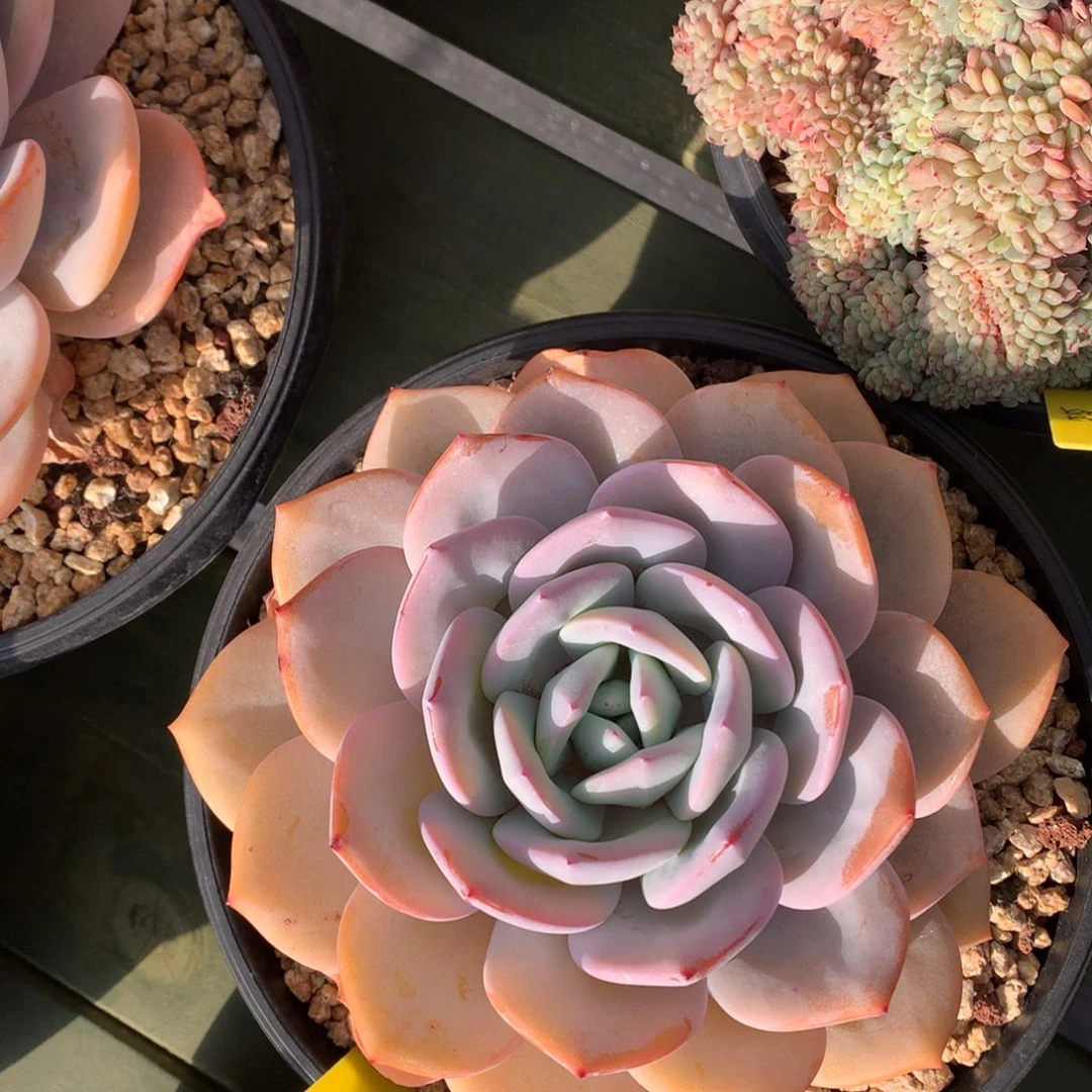 大单头奶茶 一颗