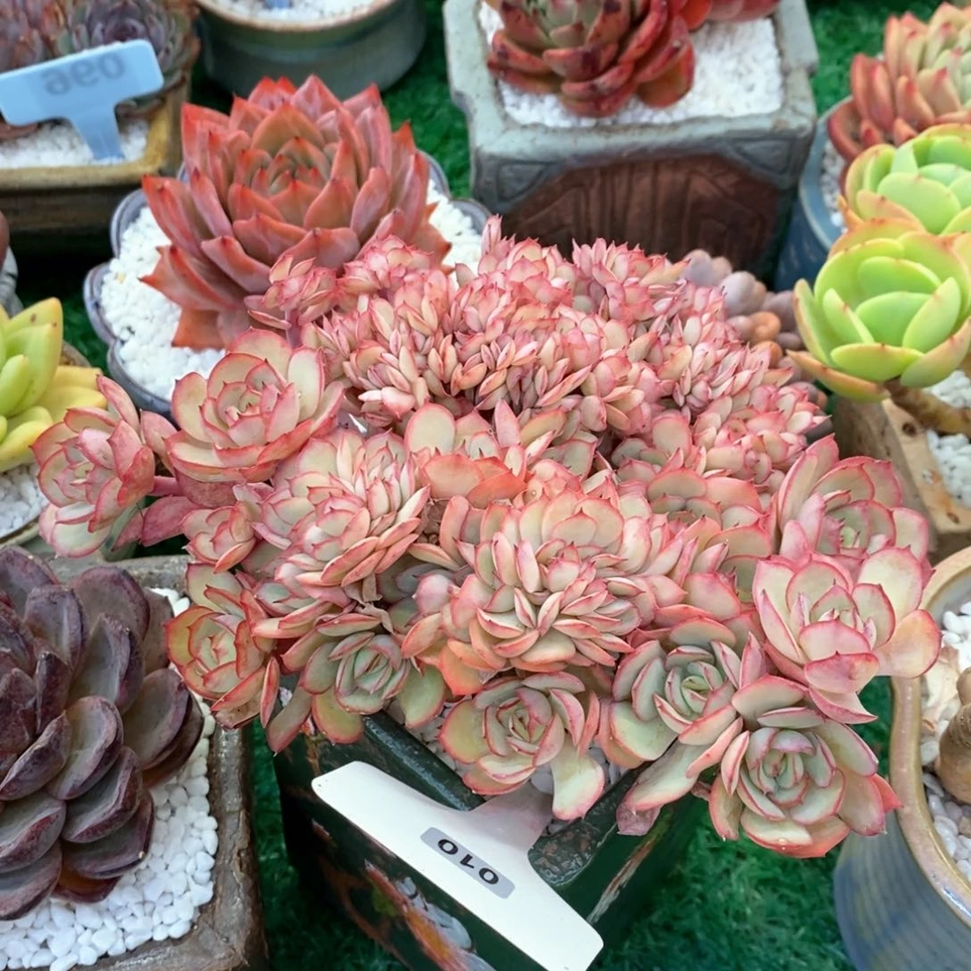 牡丹亭缀多肉植物盆栽