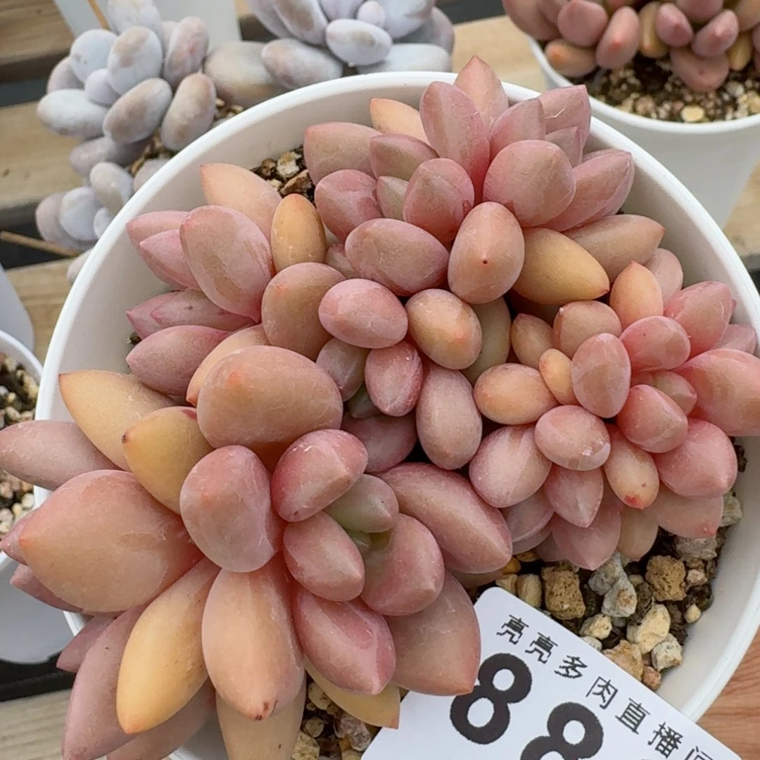 桃花源        精美多肉植物