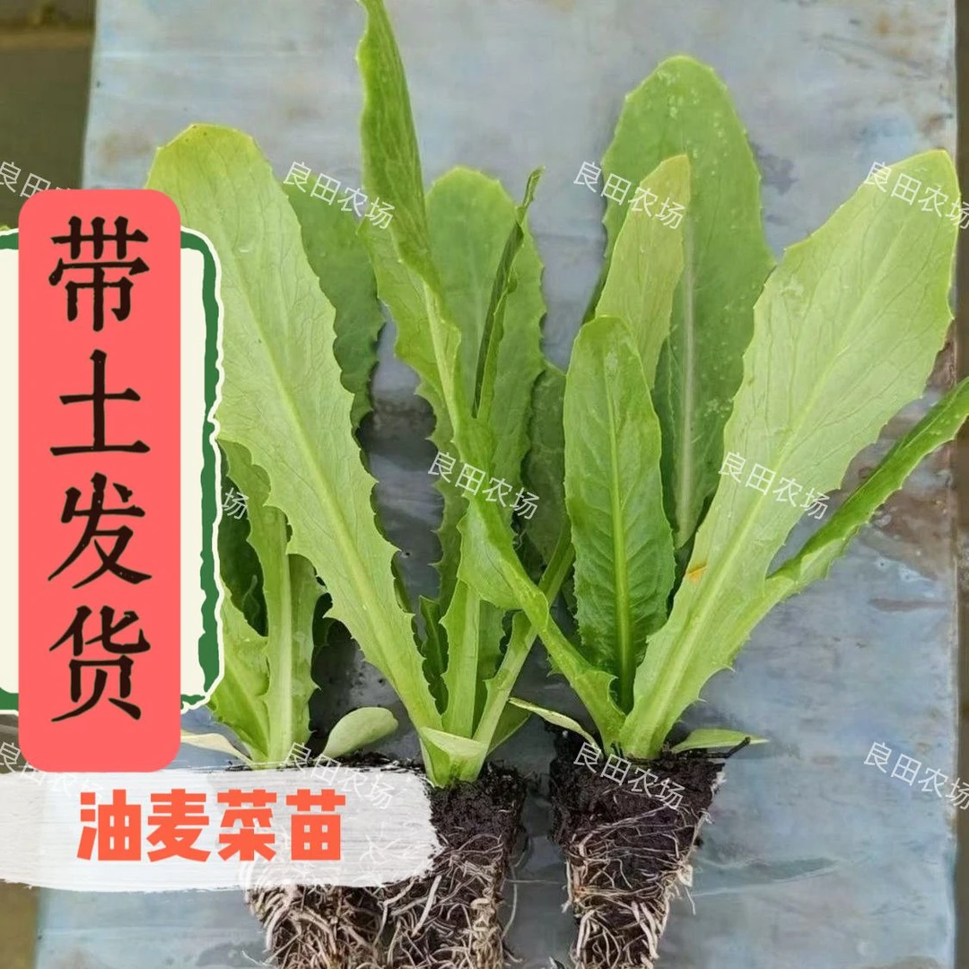 油麦菜苗蔬菜秧苗优质四季耐热耐寒阳台新鲜活苗香油种植带土幼苗