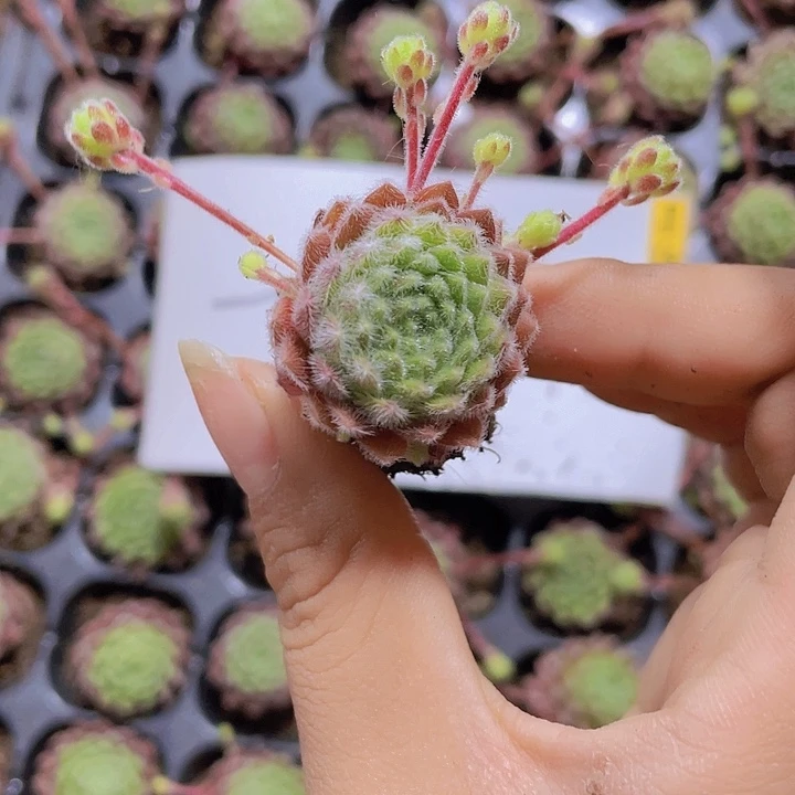 42精品优雅2颗一组