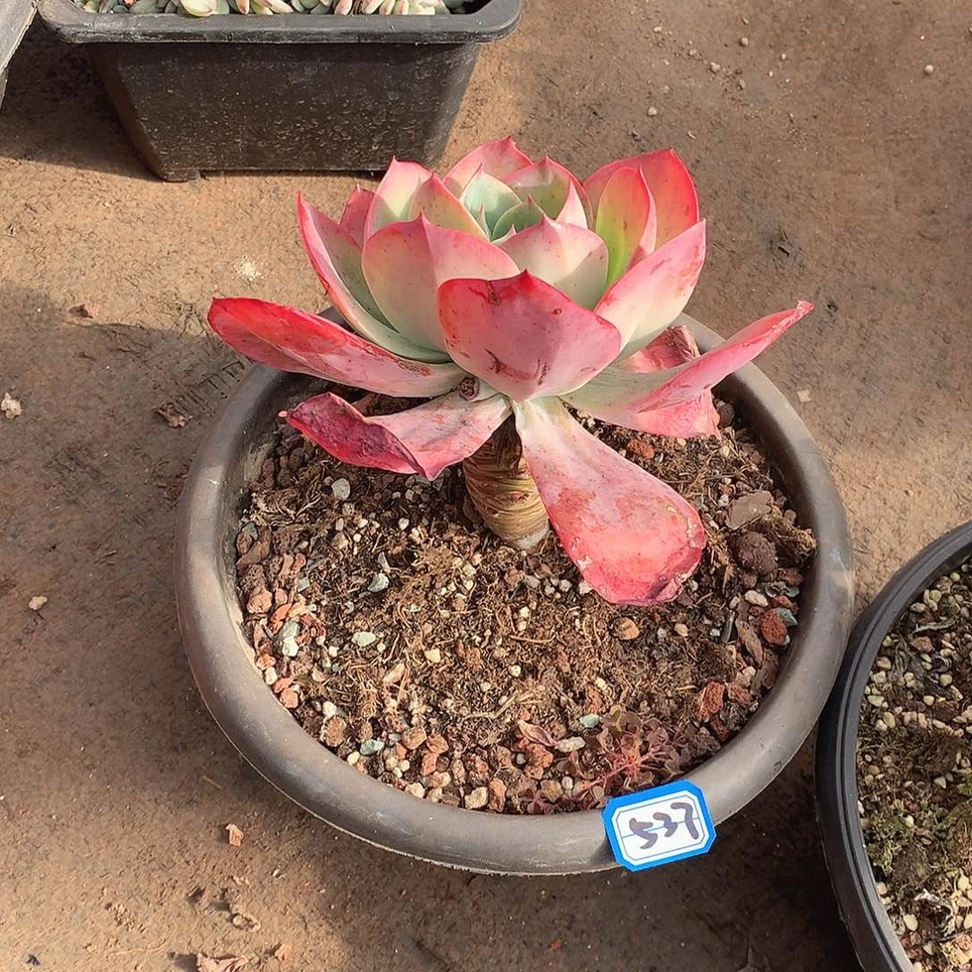 537杂 一物一拍多肉