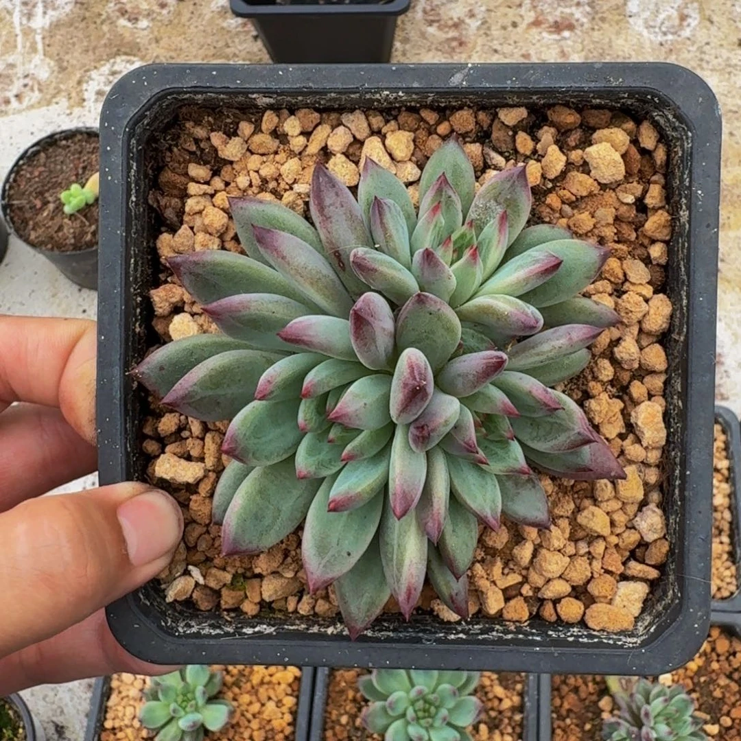 紫镜 3头 一物一拍