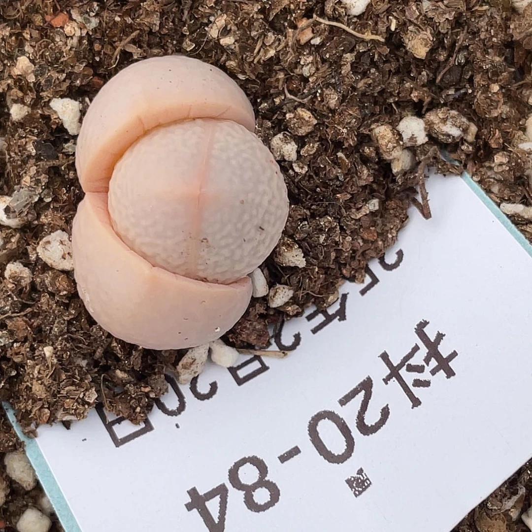 20-84高尔夫多肉植物