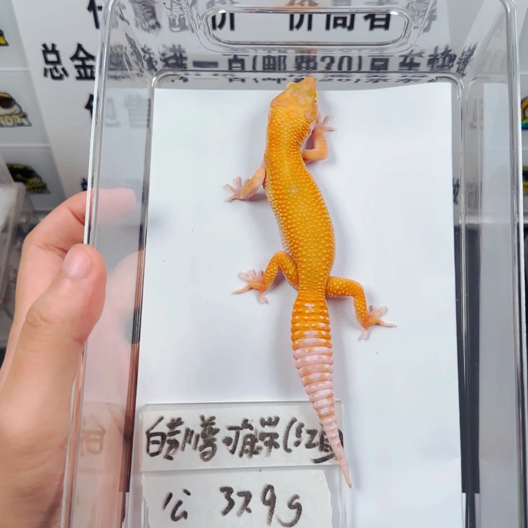 豹纹守宫豹纹守宫