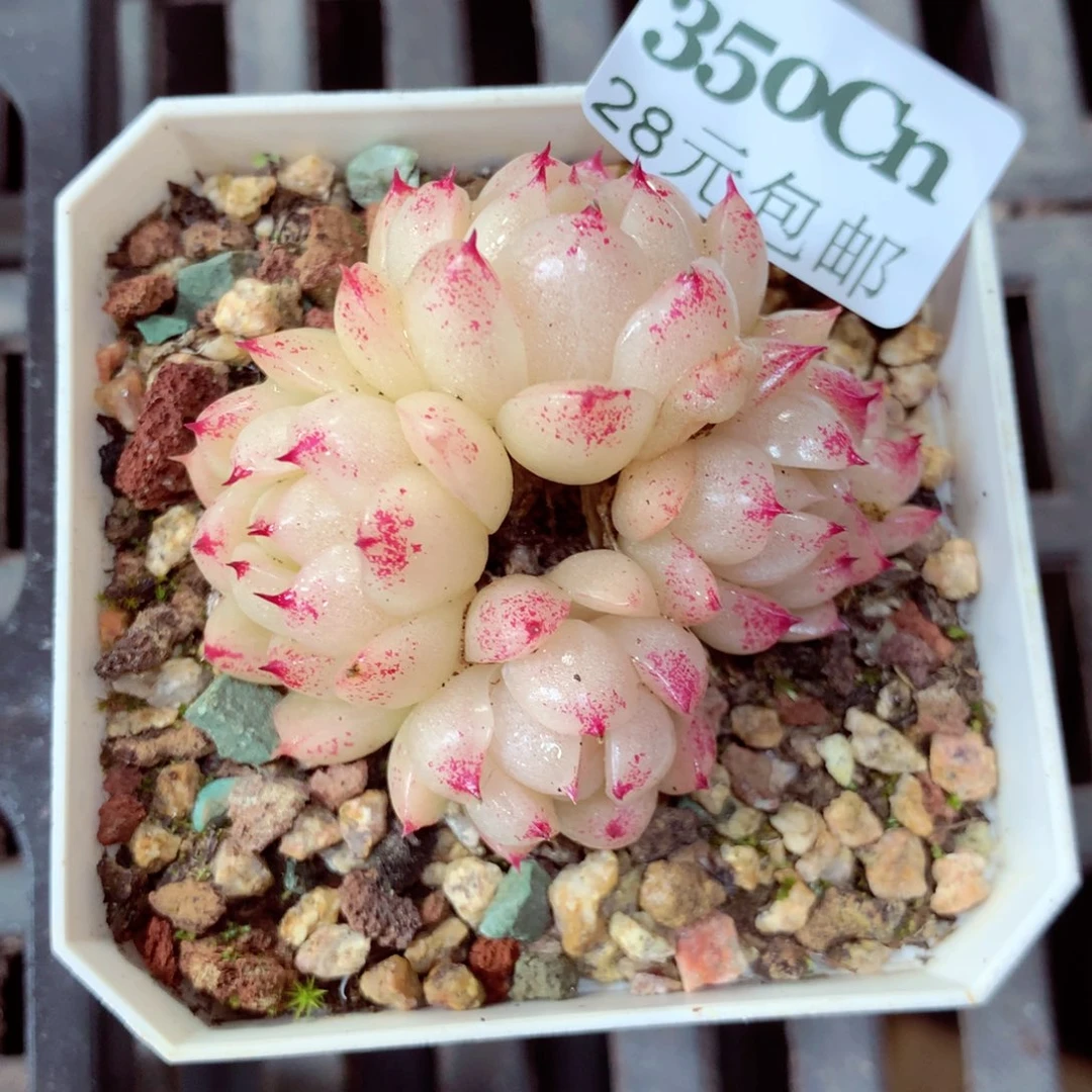 5厘米盆精控多肉350