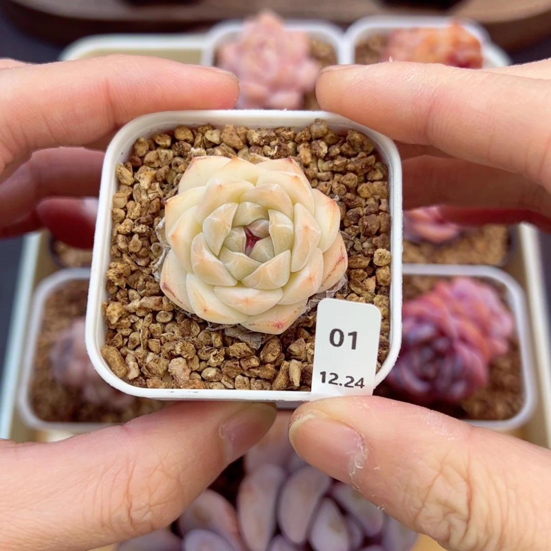 好好看01、哈哈哈哈