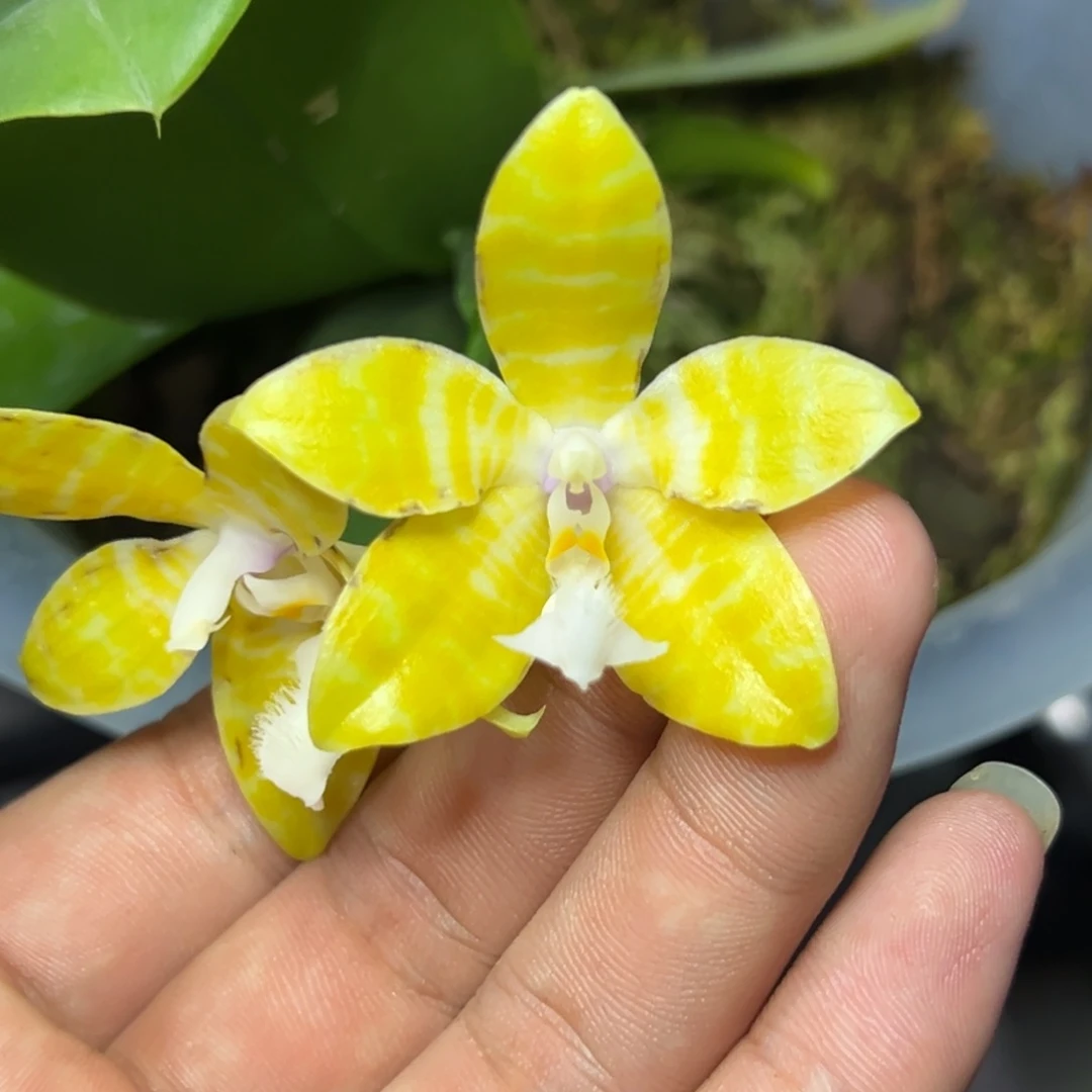 完全开放l655八寸ys1162