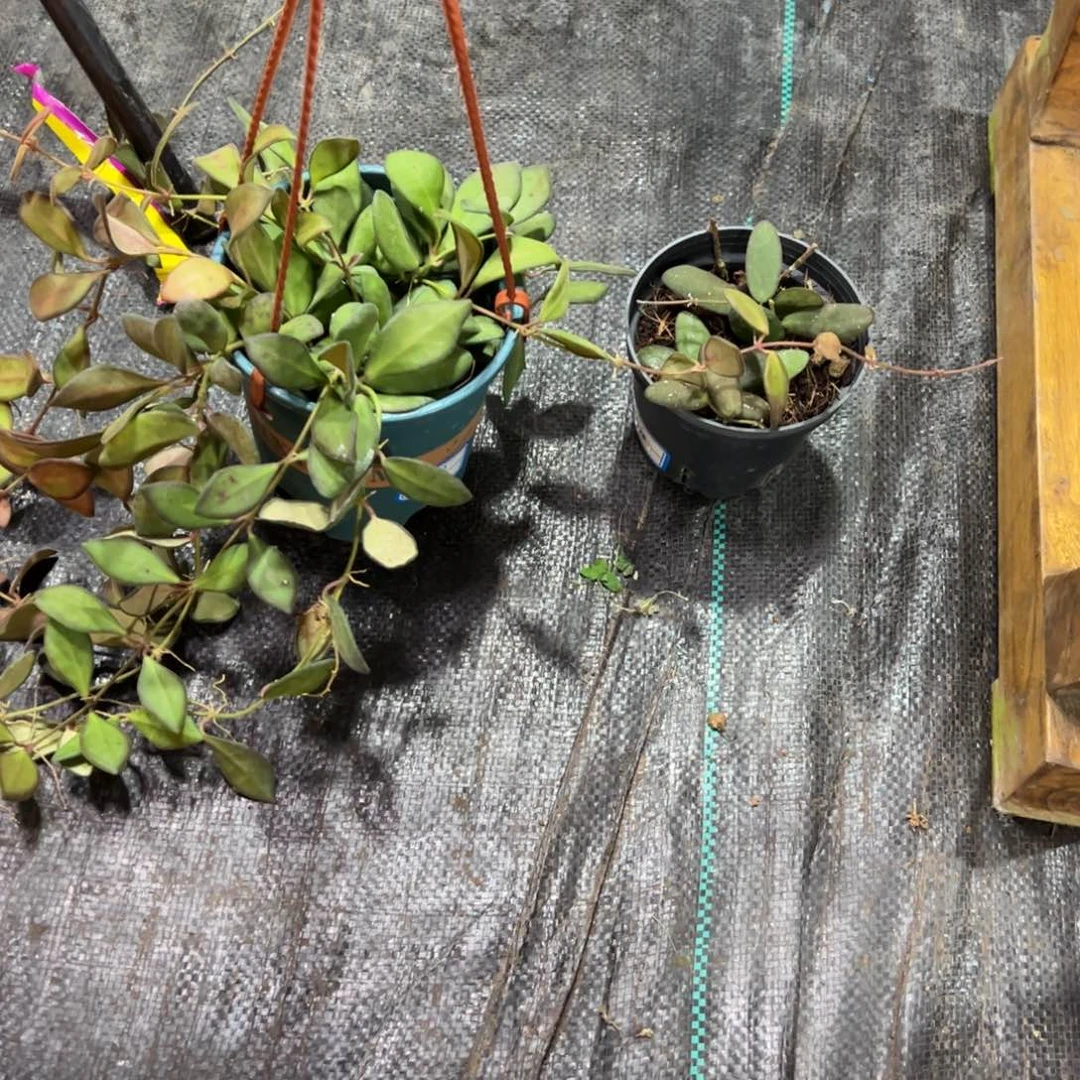 快***x无花朵撒球兰玉扣