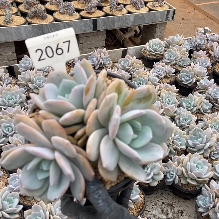 三头奶茶。 2067号