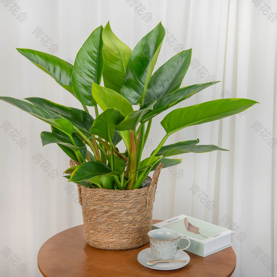 旺宅大王金钻室内绿植盆栽改善空气质量点缀家居环境网红植物