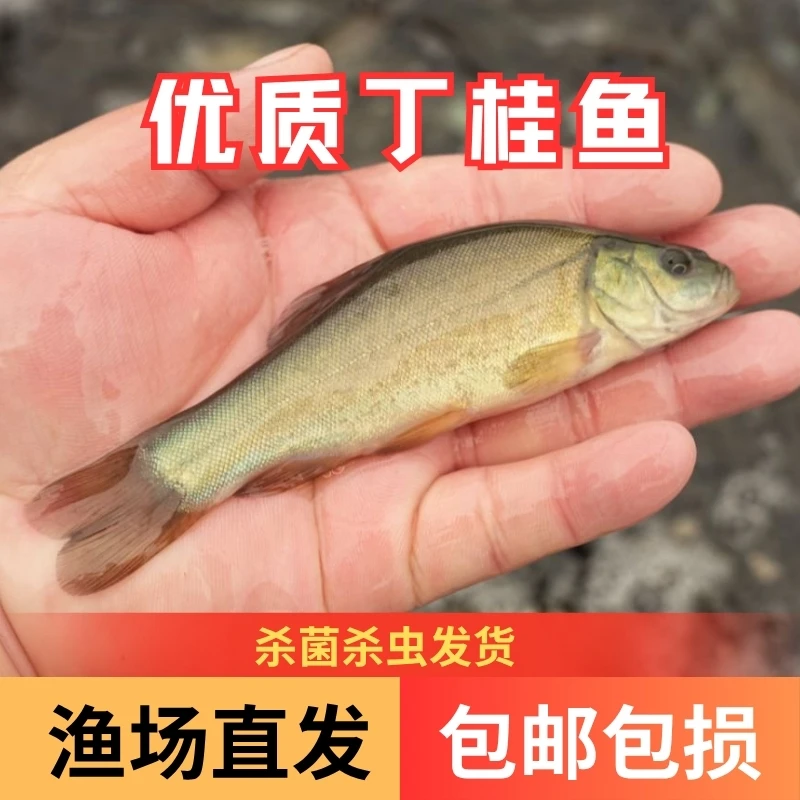 【活体】丁桂鱼丁须岁(4-12cm)观赏鱼淡水鱼冷水鱼