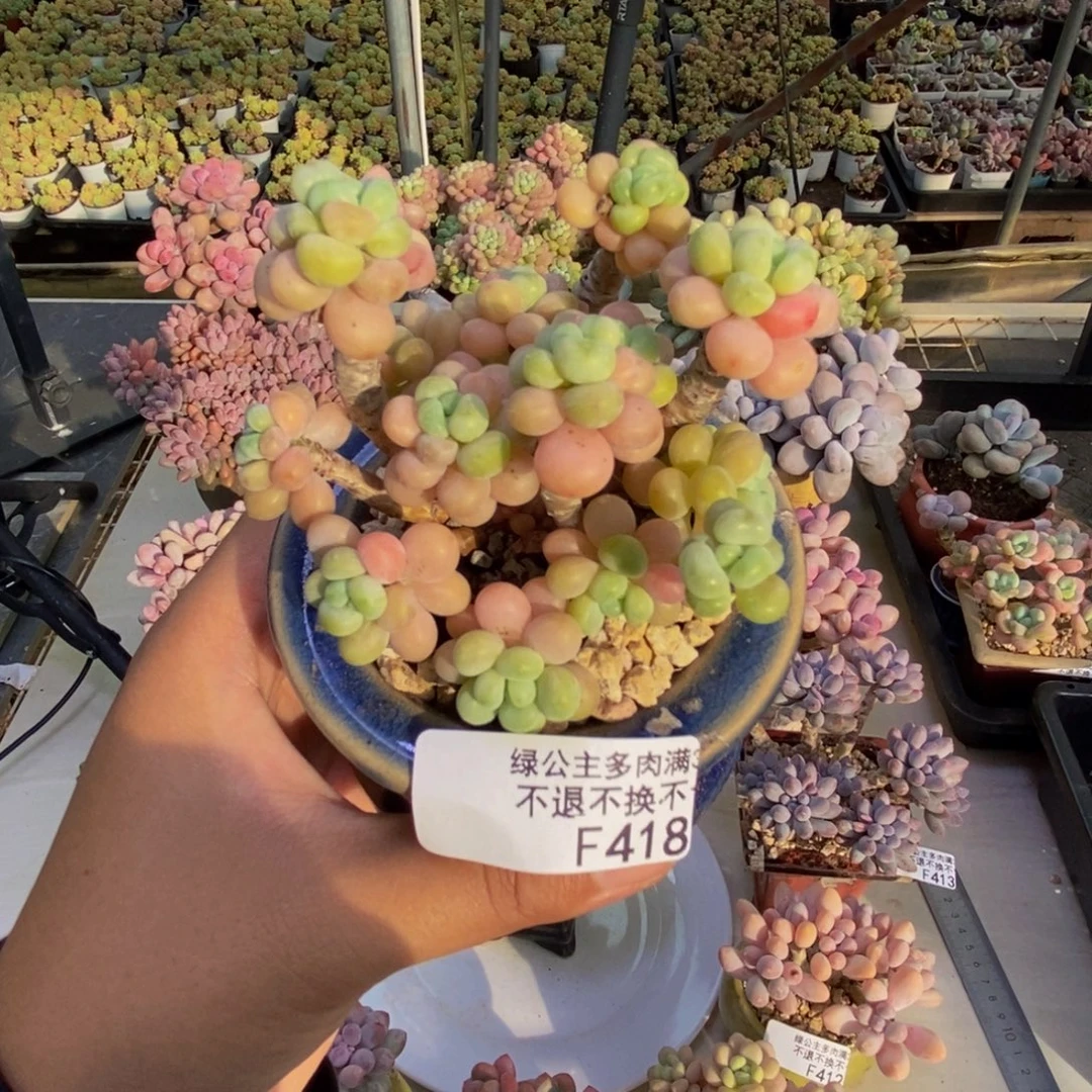 418花朵鱼子酱多肉7cm