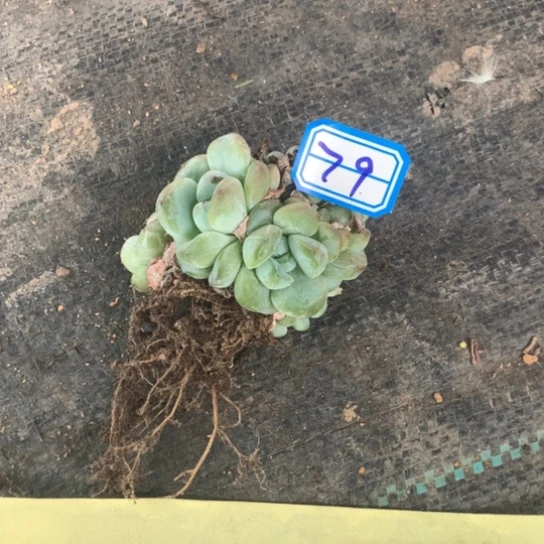 婷***丽一物一拍冰魄多肉79