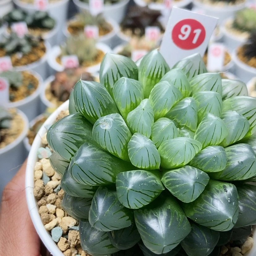 【闪购商品】翡翠91