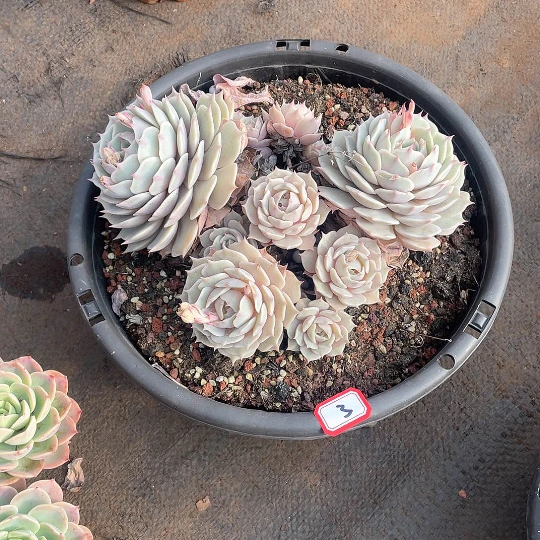 03露娜莲 一物一拍多肉