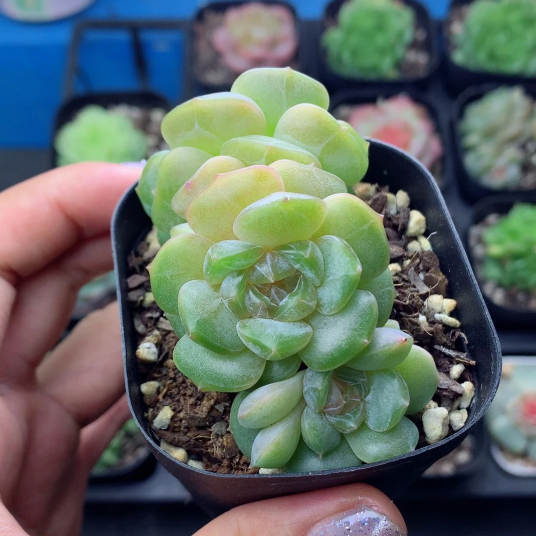 58包邮  群生不包整白恋1