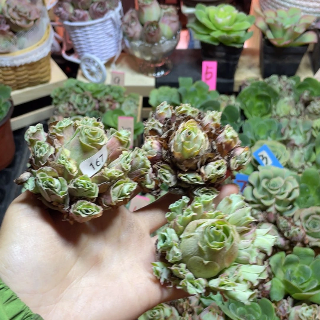 美***厂多肉植物山地玫瑰167三颗