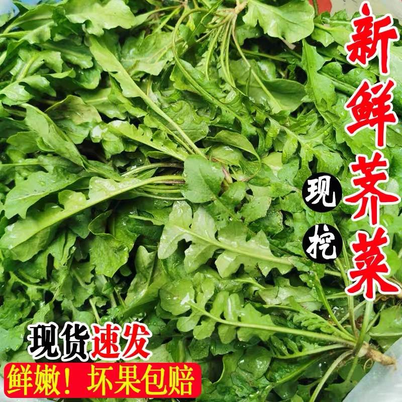 荠菜野菜辣椒新鲜包邮大叶荠荠菜野生芥地菜本地现挖现发商用馄饨
