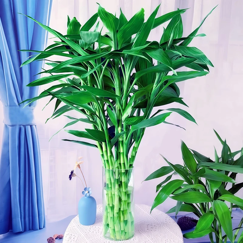 富贵竹水培植物水养发财竹带根客厅绿植招财转运节节高富贵竹盆栽