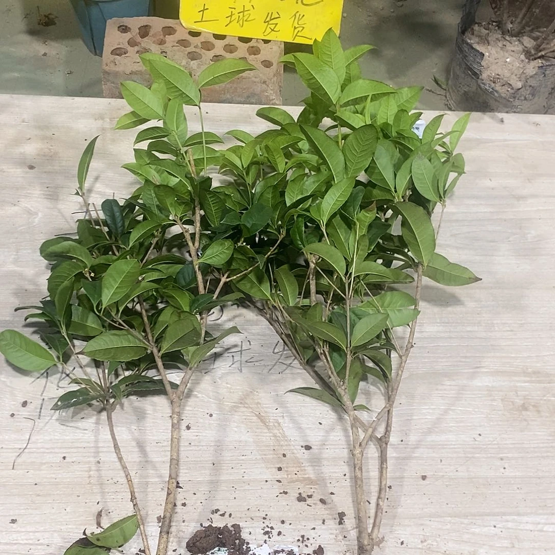 完全开放四季桂花一物一拍