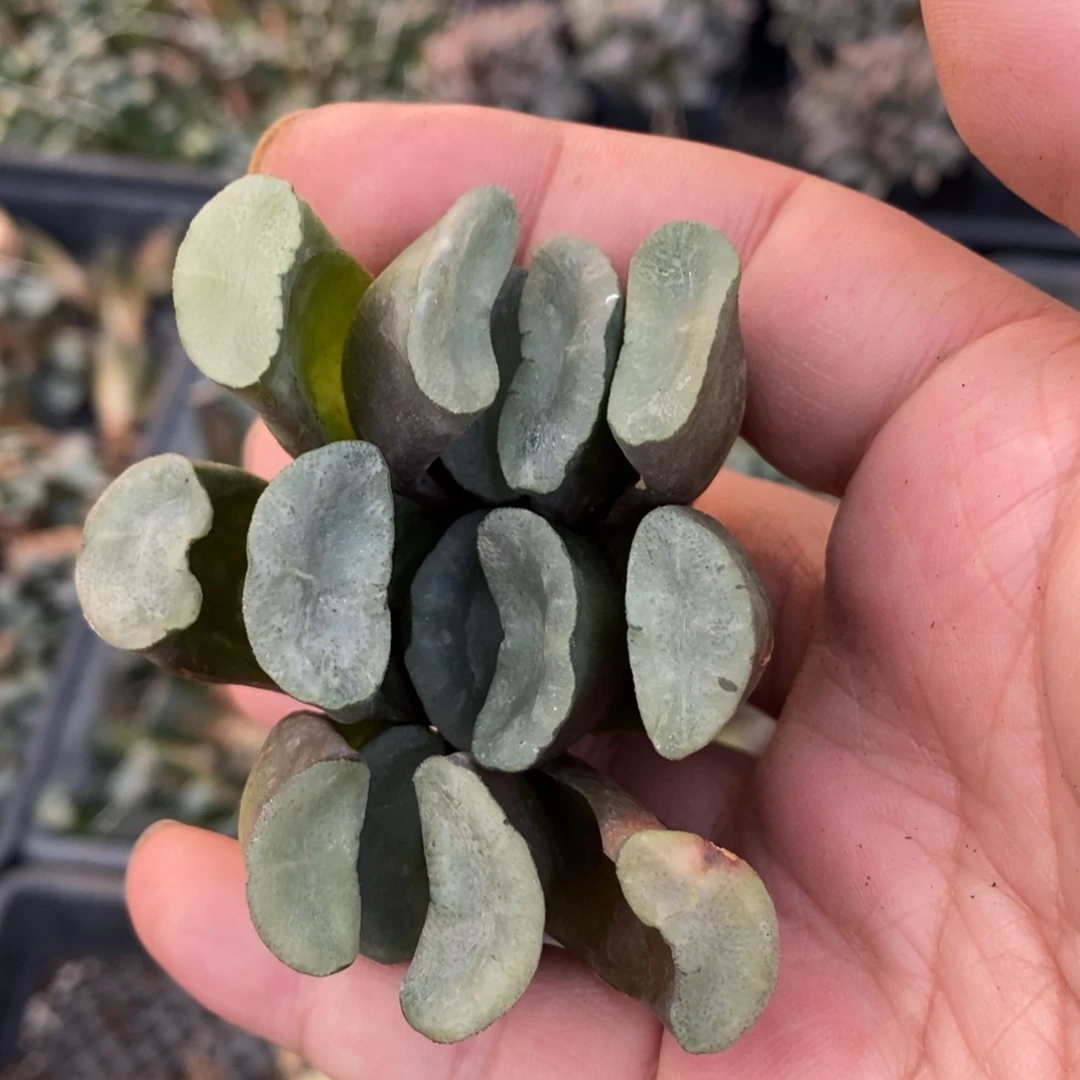 122 一颗大久保蓝镜小玉扇 铭品 新年整点福利