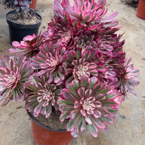 红桐白多肉植物028